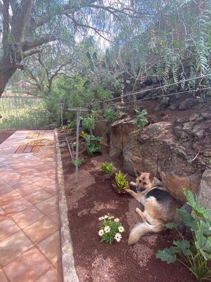 Casita Entre Vinedos, Experiencia Rural, Ideal Ninos. Tegueste エクステリア 写真