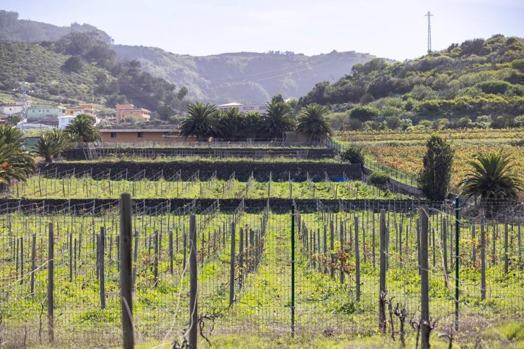 Casita Entre Vinedos, Experiencia Rural, Ideal Ninos. Tegueste エクステリア 写真
